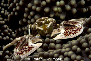 porcelan crab by Patrick Neumann 
